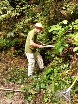 Rückschnitt von dornigem Geäst