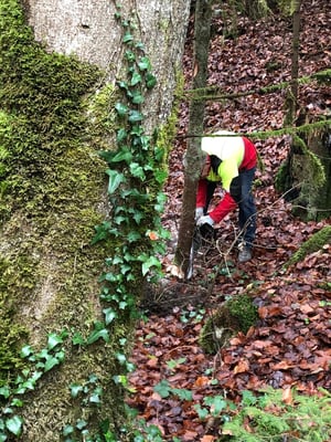 Nun wird noch etwas Holz für Verstrebung "besorgt"