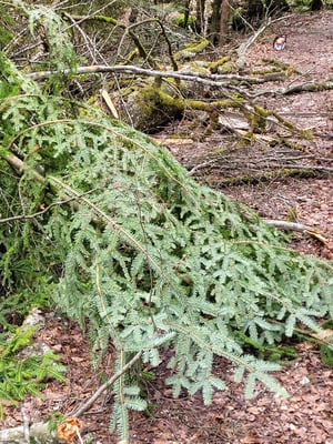 resp. heruntergefallene Aeste die es aufzuräumen galt