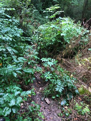 Baustelle 3; Moser Otti - Hüssiweg mit Kreuz säubern