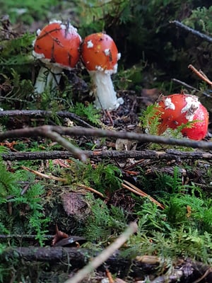 Ach ja, die gab's auch und nein...... wir haben diese weder gegessen noch geraucht ;-))