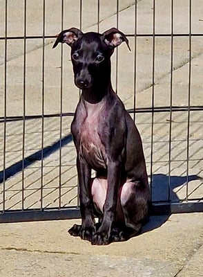 Mojave's Impala, Rü