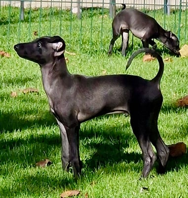 Mojave's Indiana, Hü