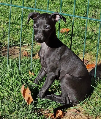 Mojave's Infinity, Hü