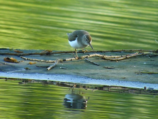 Flussuferläufer, Pfäffikersee ZH