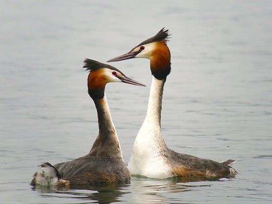 Balzende Haubentaucher, Pfäffikersee ZH
