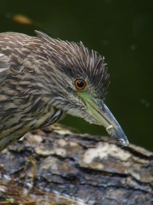 Nachtreiher, Greifensee ZH