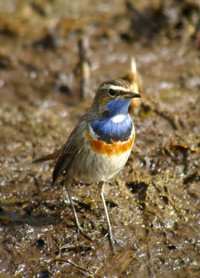 Weisssterniges Blaukehlchen, Schwerzenbach ZH