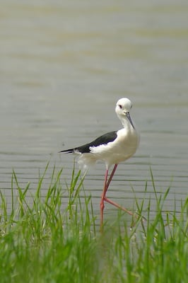 Stelzenläufer, Riedikon ZH