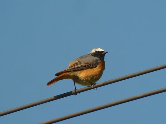 Gartenrotschwanz, Misox GR