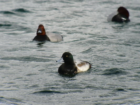 Bergente, Rapperswil SG