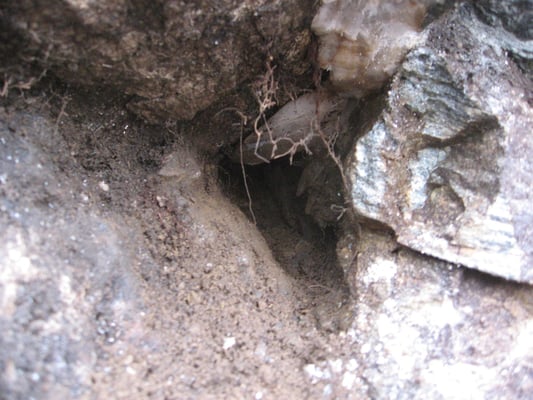 Frisch geöffnete Kluft mit  Fensterquarzen (bis 10 cm)