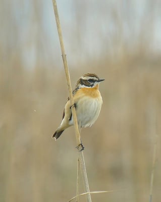 Braunkehlchen, Pfäffikersee ZH
