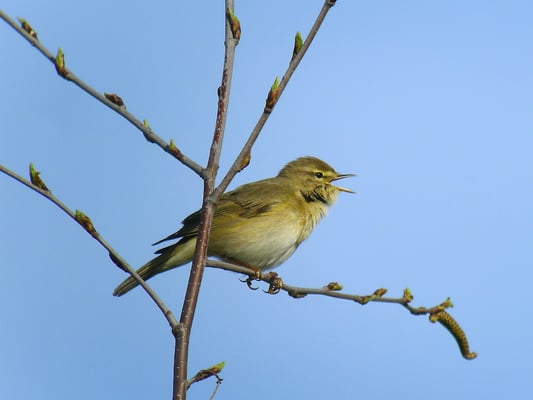 singender Fitis am Pfäffikersee