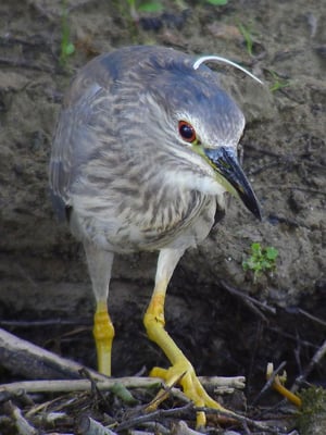 Nachtreiher, Riedikon ZH