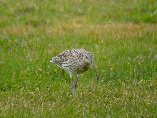 Gr. Brachvogel, Frauenwinkel SZ