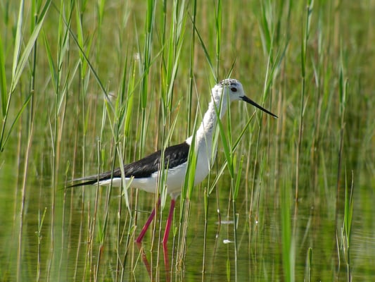 Stelzenläufer, Riedikon ZH