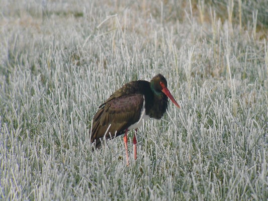 Schwarzstorch, Riedikon ZH