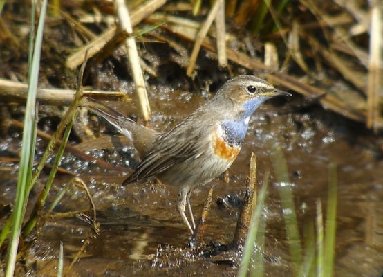 Weisssterniges Blaukehlchen, Schwerzenbach ZH