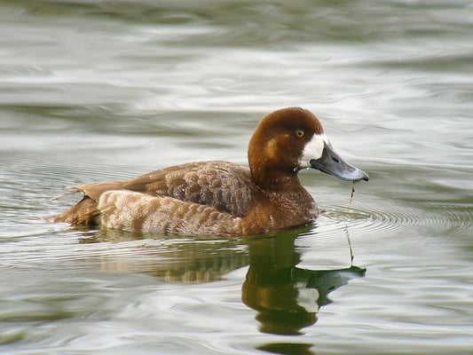 Bergente, seltener Gast am Pfäffikersee