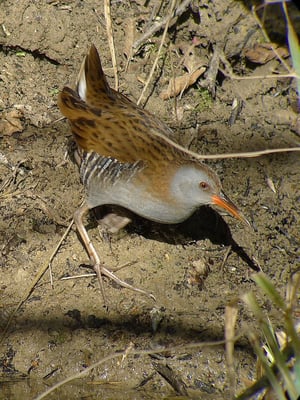 Wasserralle, Riedikon ZH