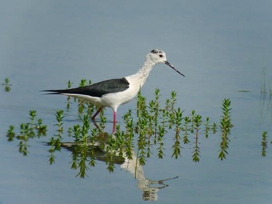 Stelzenläufer, Riedikon ZH