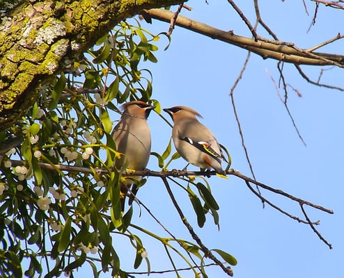 Seidenschwanz, Pfäffikersee ZH