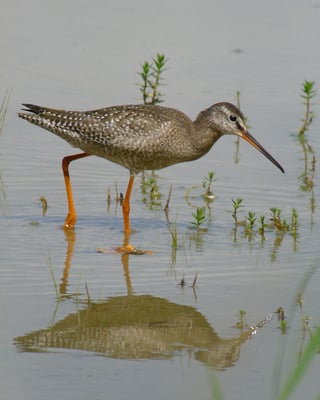 Dunkler Wasserläufer, Riedikon ZH