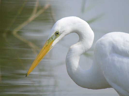 Silberreiher, Riedikon ZH