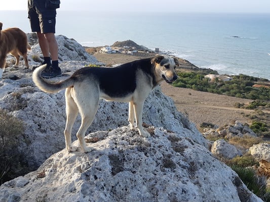 auch Maya ist dabei beim Morgenspaziergang