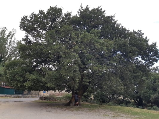 ein grosser Baum bei einem Rastplatz ...