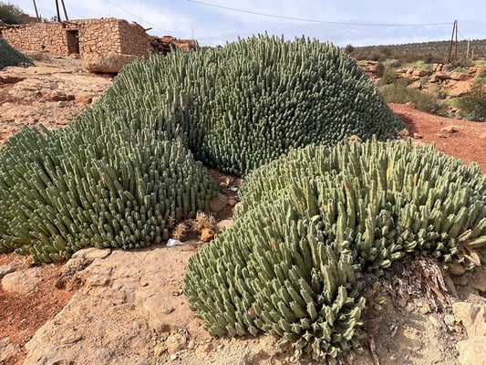 überall wachsen solche kleine Kakteen, irgendwie schön