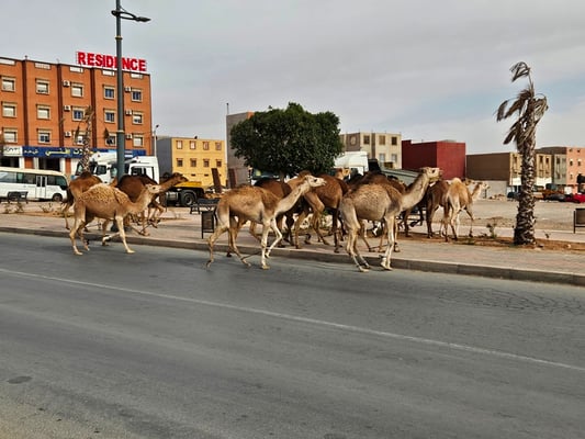manchmal auch direkt über die Strasse ...