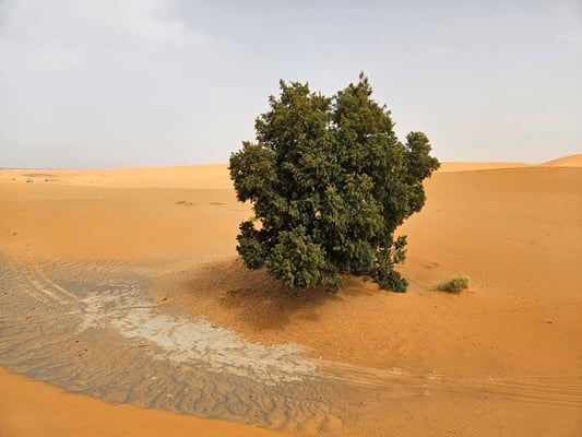wo weniger Wasser ist, da wird es hat für das Leben