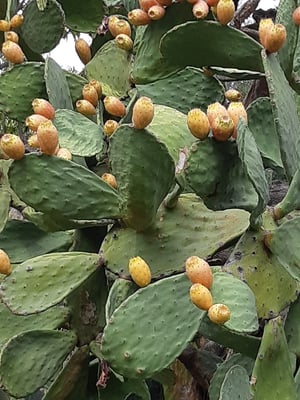 blühende Kakteen, die Frucht nennt sich Kaktusfeigen - wir haben sie nicht probiert