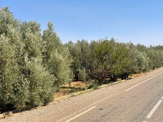 an Olivenhainen vorbei