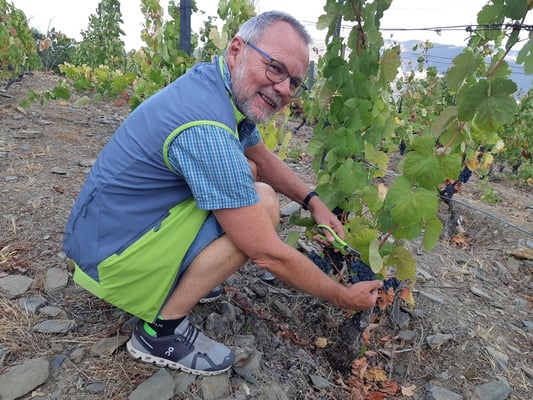 anschliessend dürfen wir noch selber in die Rebberge und ernten was wir selber essen/trinken möchten.