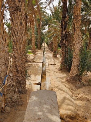 ein kurzer Blick in den Palmengarten mit den Bewässerungskanälen
