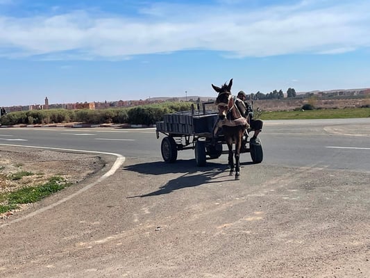 Esel- oder Pferdefuhrwerke gibt es doch immer mal wieder