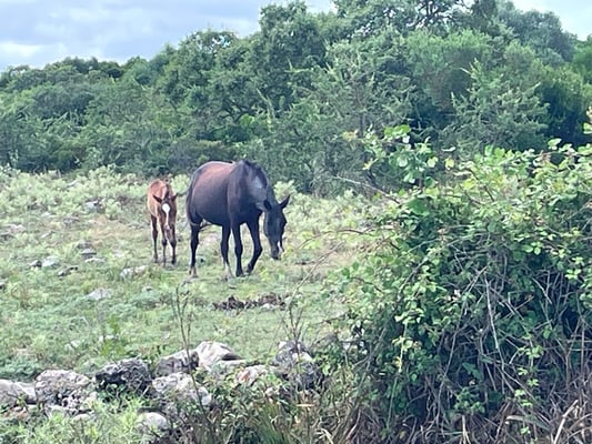 und kann diese Stute mit Fohlen aus knapp 20 m bestaunen