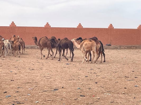 gleich nebenan der Kamelmarkt