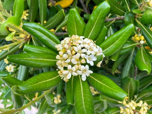 und Chinesische Klebsame, welche sehr stark und gut riechen