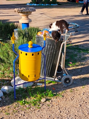 auf dem Camping leben auch einige Katzen, welche natürlich den Müll nach etwas Essbarem absuchen
