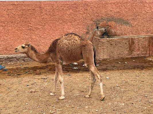 mit ein paar kleinen Dromis