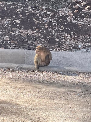 auf der Weiterfahrt sehen wir weitere Berberaffen am Strassenrand