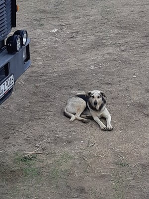 Maya ist ab sofort unsere Wachhündin und weicht nicht mehr von unserer Seite