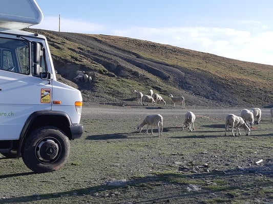 beim Übernachtungsplatz bekommen wir zuerst Besuch von Schafen, dann von Pferden