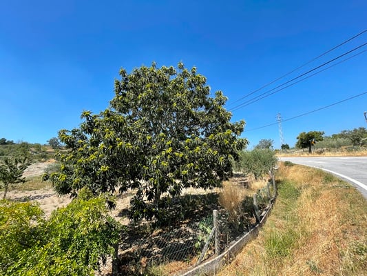 auch Kastanien gibt es noch überall