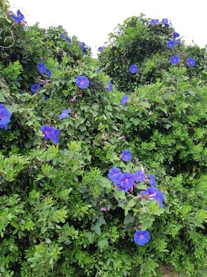 Wicken - eigentlich ein Unkraut, aber wunderschön