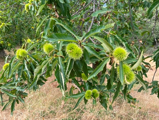 überall wächst dasselbe: